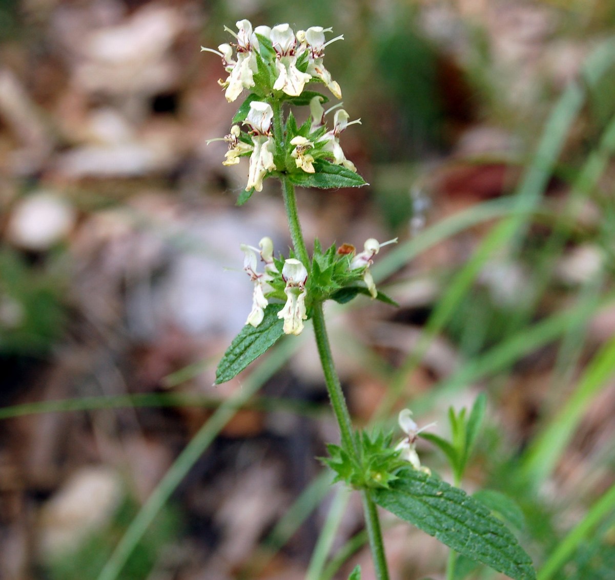 Genere Stachys (Stregonie)